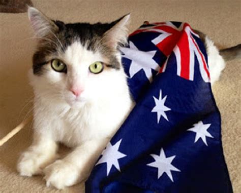 Repudiable: Australia podría estar poniendo el toque de queda para los gatos domésticos las 24 ...