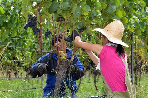 New safety resources for migrant vineyard workers - Winetitles