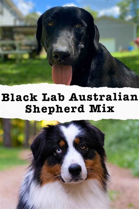 Black Lab Australian Shepherd Mix - Is This Combo Right For You?