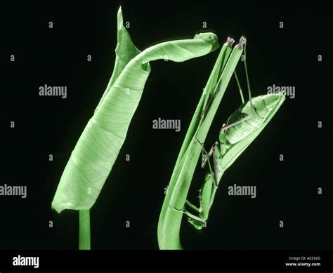 Praying mantis Mantis religiosa sitting on a branch leaf CAMOUFLAGE Stock Photo - Alamy