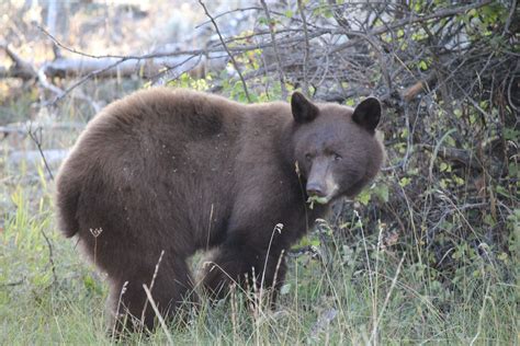 Grizzly Country Wildlife Adventures Jackson Wyoming, Yellowstone, Grand Teton National Park ...