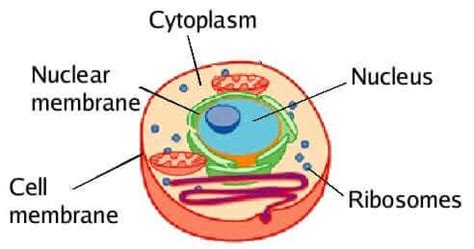 Protoplasm NEET Notes | EduRev