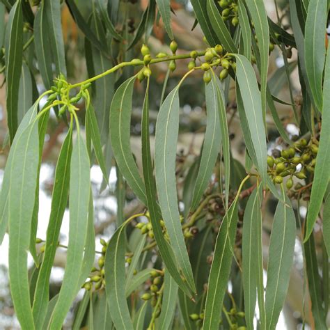 File:Eucalyptus dalrympleana-IMG 6019.jpg - Wikimedia Commons