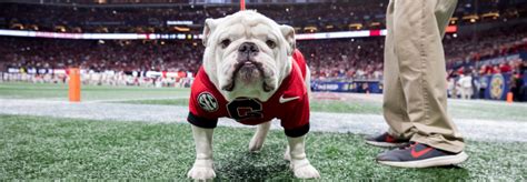 Eight reasons why Uga is the best mascot - UGA Alumni