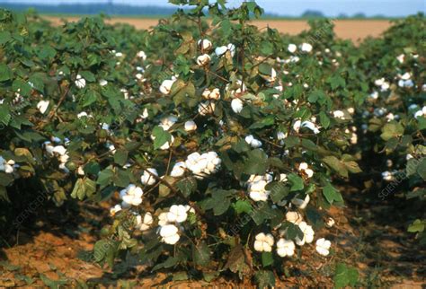 Rows of cotton plants in a field - Stock Image - E770/0675 - Science ...