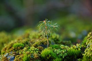 a new life | A tiny little spruce tree sprouting in a crack … | Flickr