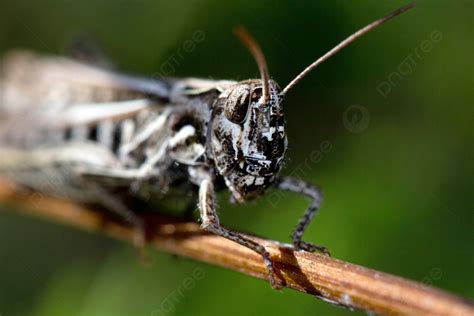 Fondo Saltamontes Desierto Invertebrado Caelifera Foto E Imagen Para Descarga Gratuita - Pngtree