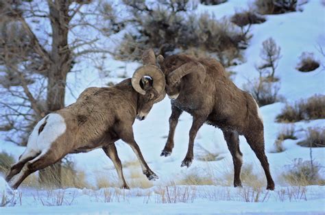 Big Horn Sheep Fighting