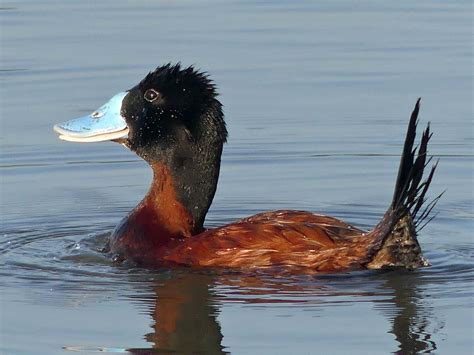 Andean Duck - eBird