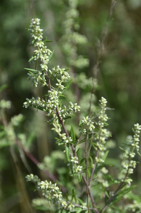 Artemisia vulgaris (Felon Herb, Mugwort, Riverside Wormwood, Wild Wormwood) | North Carolina ...