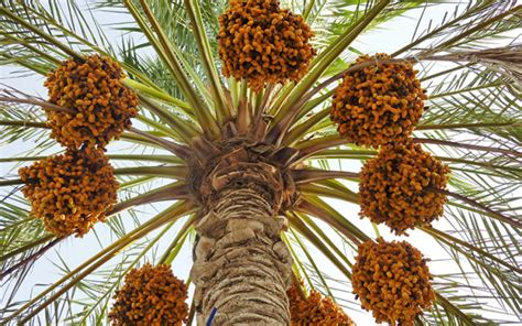 Long-Term Experiment on Evaluation of Elite Date Palm Varieties for Biotic and Abiotic Stress in ...