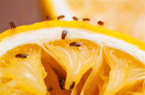 How to Get Rid of Fruit Flies Instantly? Best Methods