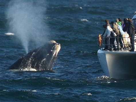 Whale Watching Tour From Hermanus - South Africa | experitour.com