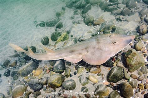 Shovelnose Guitarfish - Pseudobatos productus