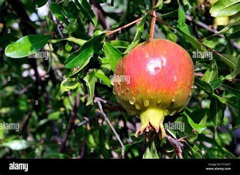 Granada Fruit High Resolution Stock Photography and Images - Alamy