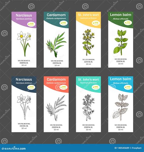 Set of Essential Oil Labels Stock Vector - Illustration of balm, lemon ...