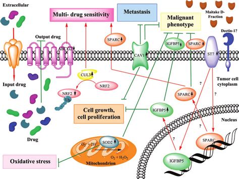 Maitake D-fraction blocks malignant phenotype through activation of... | Download Scientific Diagram