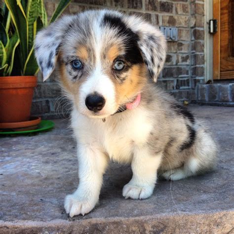 Pin by Cody Sattva on cute! | Corgi mix puppies, Dog crossbreeds, Corgi aussie mix