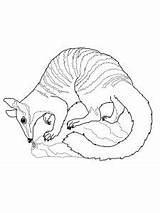 Anteater coloring pages sketch template
