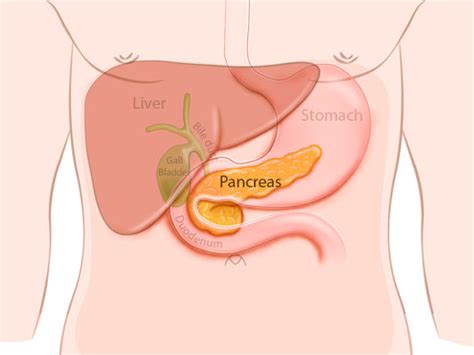 pancreas