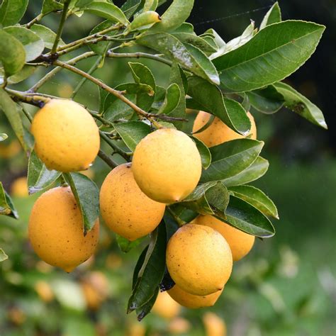 Organic Meyer Lemons - Frog Hollow Farm