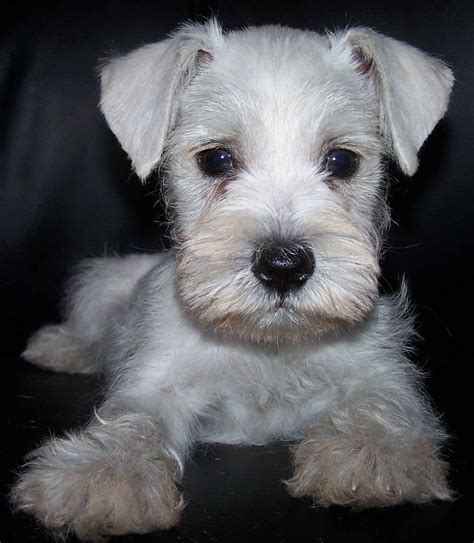 Cute Puppy Dogs: White Miniature Schnauzer Puppies