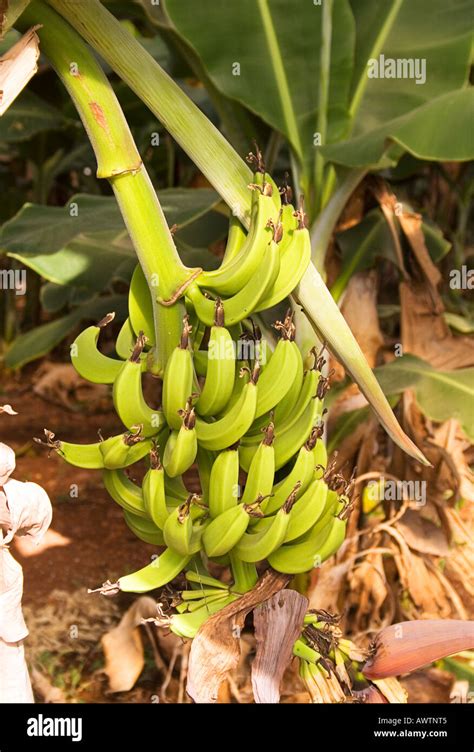 Banana Plantation Stock Photo - Alamy