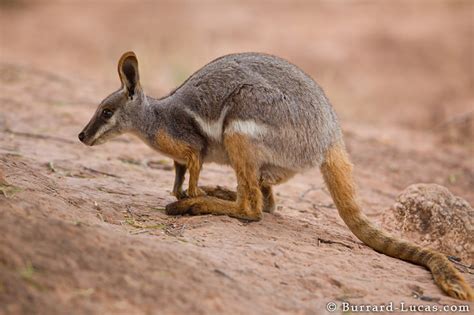 Rock-wallaby Feeding - Burrard-Lucas Photography