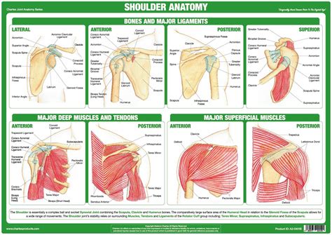 Shoulder Joint Anatomy Poster