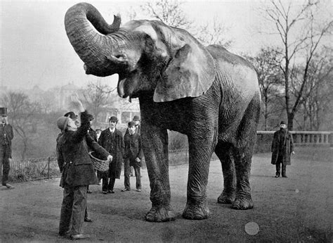 Famous Elephant Jumbo New York Arrival - Business Insider