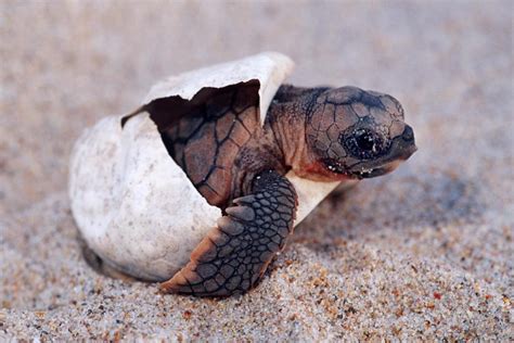 Baby Sea Turtles on the Beach - Beautiful Beaches Photo (43969486) - Fanpop