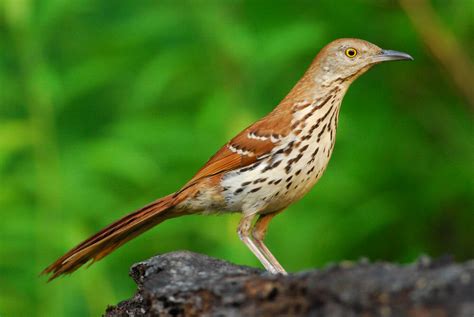 July-August Bird of the Month — Audubon Society of Northern Virginia