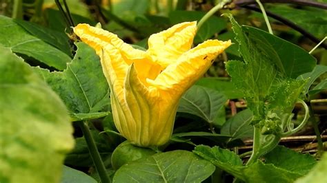 pumpkin flower health benefits