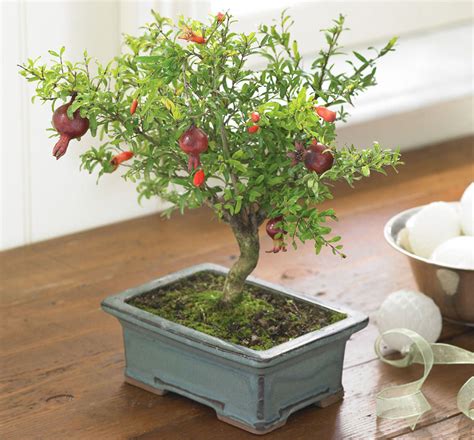 Pomegranate Tree Bonsai