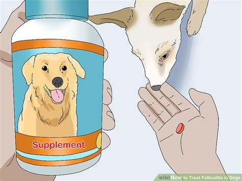 How to Treat Folliculitis in Dogs: 11 Steps (with Pictures)