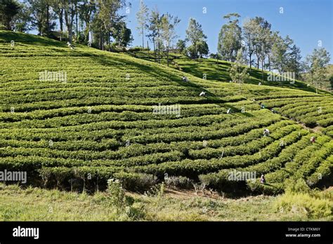 Workers on tea plantation in the Hill Country, Sri Lanka Stock Photo - Alamy