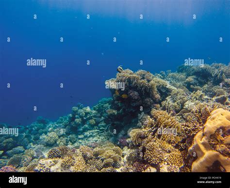 coral reef with fire coral and exotic fishes anthias Stock Photo - Alamy