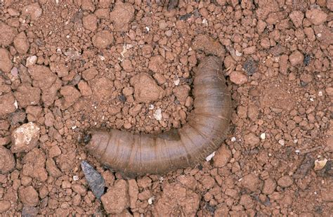 Crane fly larva - Stock Image - Z340/0616 - Science Photo Library