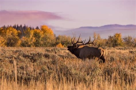 bull-elk-bugling-fall-autumn-rut.jpg | Rendezvous Mountain Rentals