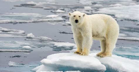 Greenland polar bears have learned to hunt without sea ice | Natural ...