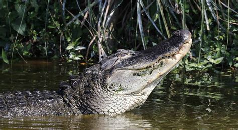 Things to do in Louisiana Cajun Country :: Book Swamp Tours