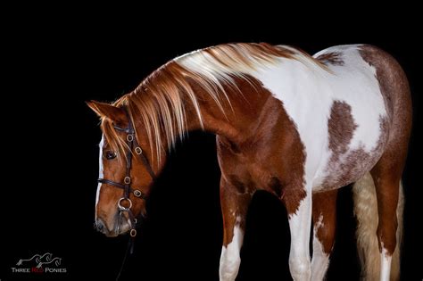 Tutustu 76+ imagen horse studio photography - abzlocal fi