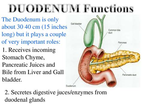 PROCESSES and PHYSIOLOGY - ppt download