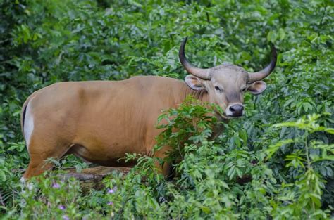 Insight Into Khao Sok National Park’s Wildlife | Anurak Lodge