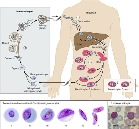 (Top) Life cycle of Plasmodium falciparum and gametocyte development ...