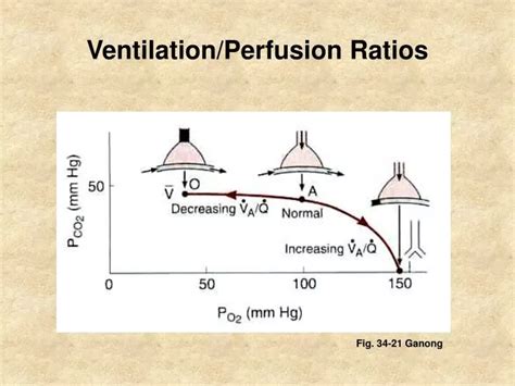 PPT - Ventilation/Perfusion Ratios PowerPoint Presentation, free ...