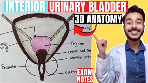 interior of urinary bladder anatomy | trigone of urinary bladder ...