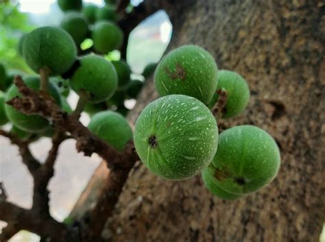 Anjeer fruit on a tree - PixaHive