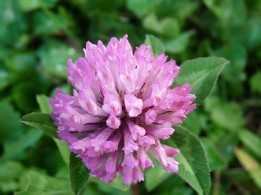 Red Clover: Pictures, Flowers, Leaves & Identification | Trifolium pratense