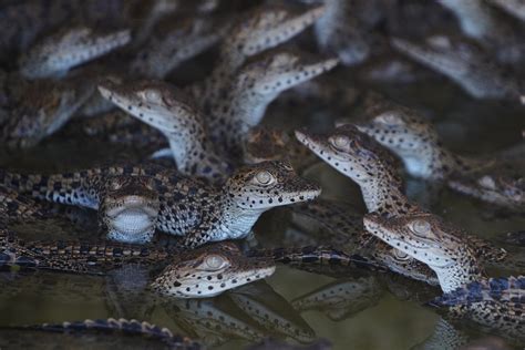 Cuban scientists race to save one of the world's rarest crocodiles